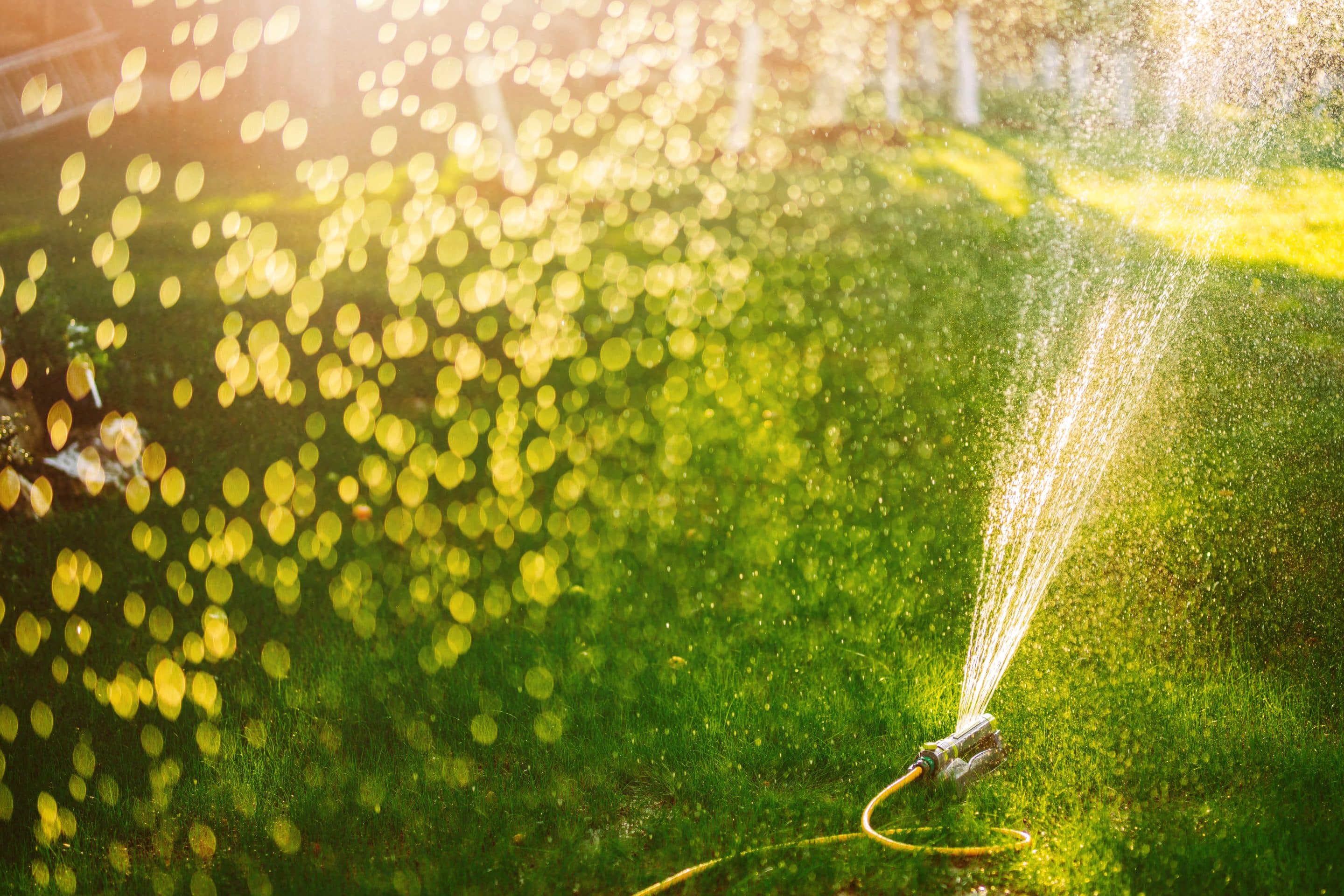 Économiser l’eau au jardin : les meilleures solutions d’irrigation écologique pour 2024