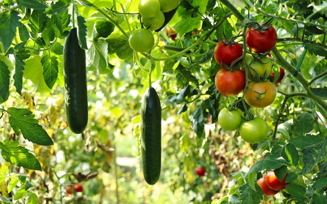 Un potager urbain