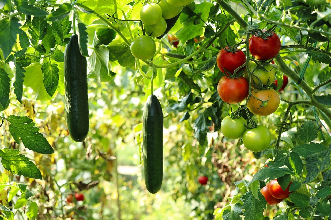 Création d&rsquo;un potager urbain : commencez votre aventure écologique